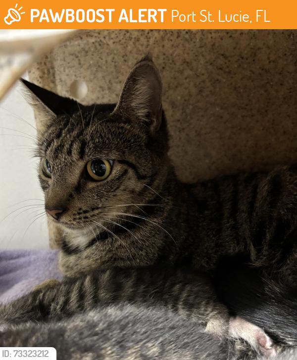 Found/Stray Unknown Cat last seen Port St. Lucie, Port St. Lucie, FL 34986