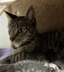 Found/Stray Unknown Cat last seen Port St. Lucie, Port St. Lucie, FL 34986
