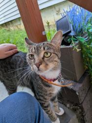 Reunited Unknown Cat last seen School Street, Bethel Park, PA 15102