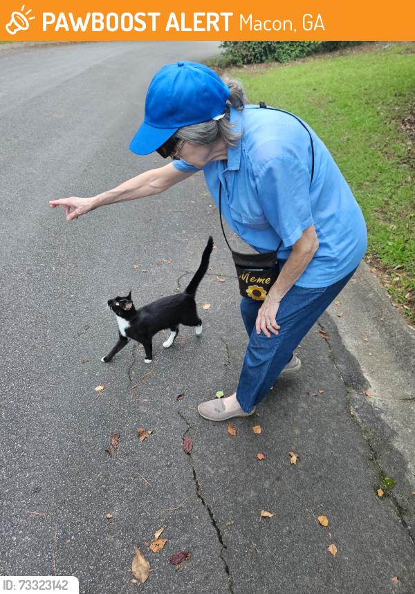 Found/Stray Unknown Cat last seen Cul-de-sac off Twin Pines, Macon, GA 31211