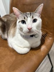 Lost Male Cat last seen Lake Ave and moss, Caldwell, ID 83607