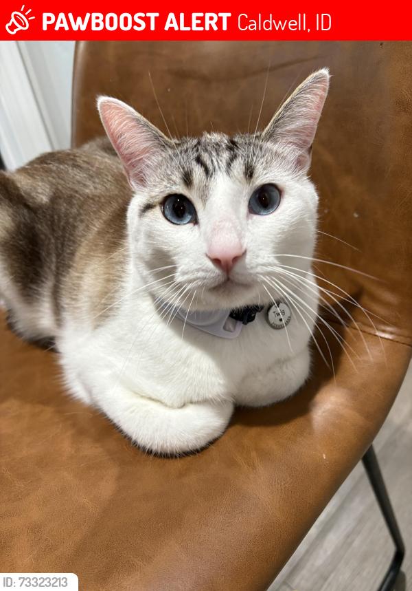 Lost Male Cat last seen Lake Ave and moss, Caldwell, ID 83607
