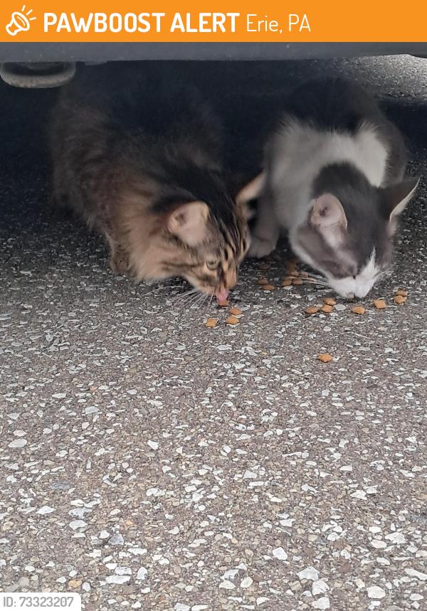 Found/Stray Unknown Cat last seen In front of 1811 treetop dr. Building B at millcreek reserves, Erie, PA 16509