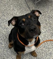 Shelter Stray Male Dog last seen Near Owens st, Arvada, CO, 80002, 580 McIntyre St, Golden, CO 80401, USA