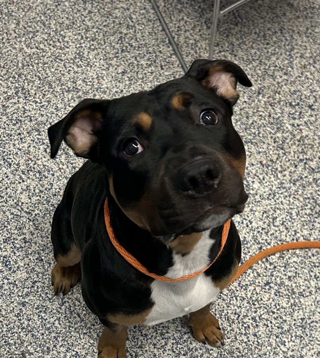 Shelter Stray Male Dog last seen Near Owens st, Arvada, CO, 80002, 580 McIntyre St, Golden, CO 80401, USA