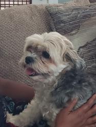 Reunited Female Dog last seen Pelican Point neighborhood, Ascension Parish, LA 70737