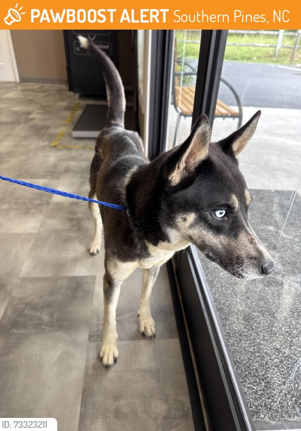 Found/Stray Female Dog last seen Ducks landing / Saunders Blvd, Southern Pines, NC 28387