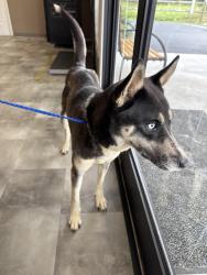 Found/Stray Female Dog last seen Ducks landing / Saunders Blvd, Southern Pines, NC 28387