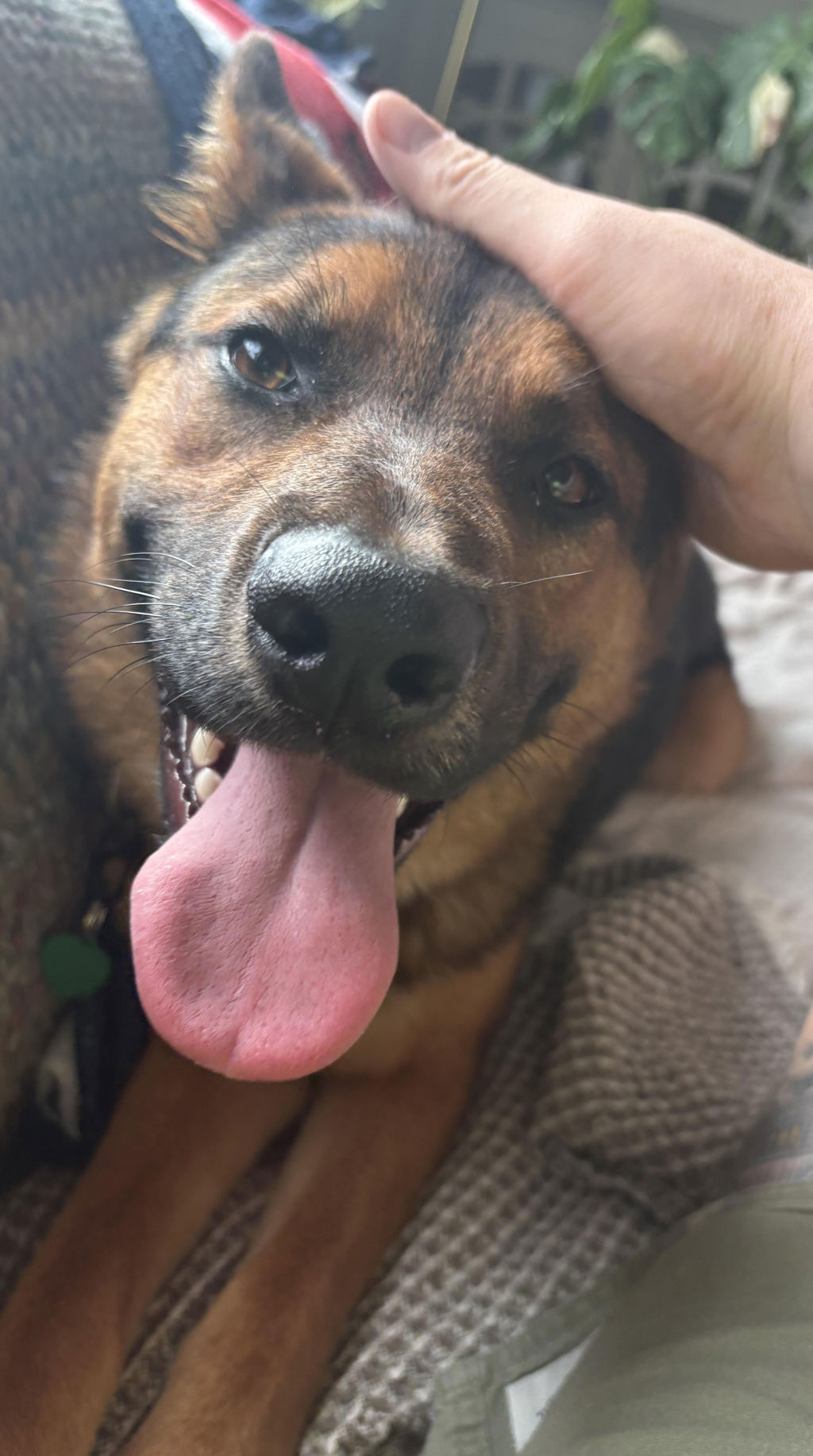 Shelter Stray Male Dog last seen OWNER SURRENDER, PORTLAND, OR, 97233, 1700 W Historic Columbia River Hwy, Troutdale, OR 97060, USA