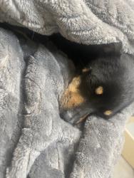 Reunited Male Dog last seen Near Hopkins Dr, Denver, CO 80229, USA, Denver, CO 80229