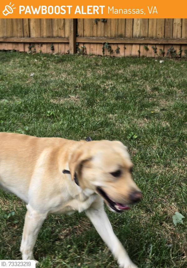 Found/Stray Male Dog last seen Peabody St and Beauregard Ave manassas, Manassas, VA 20110