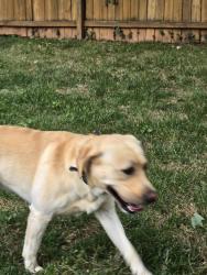 Found/Stray Male Dog last seen Peabody St and Beauregard Ave manassas, Manassas, VA 20110