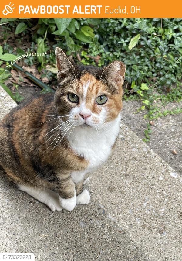 Found/Stray Female Cat last seen Lakeshore Blvd, Euclid, OH 44132