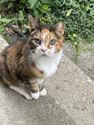 Found/Stray Female Cat last seen Lakeshore Blvd, Euclid, OH 44132