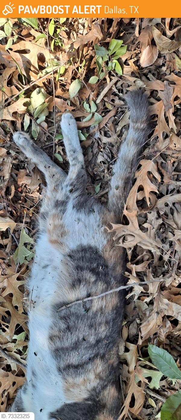Found/Stray Female Cat last seen Pleasant Drive and Eden Valley, Dallas, TX 75217