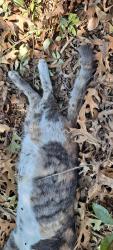 Found/Stray Female Cat last seen Pleasant Drive and Eden Valley, Dallas, TX 75217