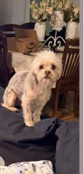 Lost Male Dog last seen Near Arnot Pl, Wood-Ridge, NJ, USA, Wood-Ridge, NJ 07075