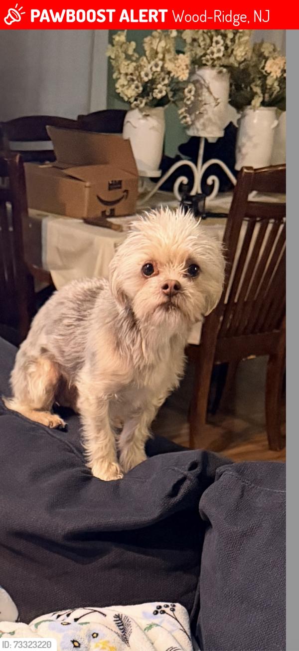 Lost Male Dog last seen Near Arnot Pl, Wood-Ridge, NJ, USA, Wood-Ridge, NJ 07075