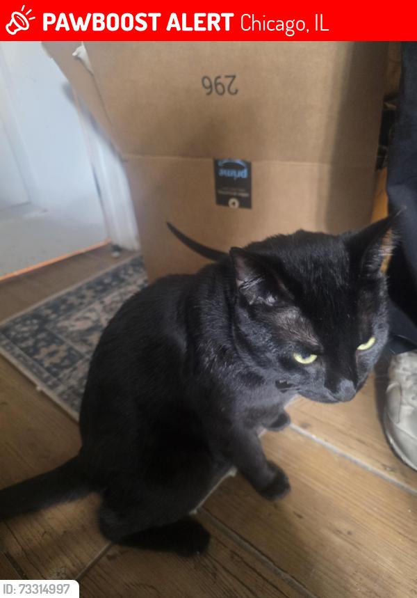 Lost Male Cat last seen Normandy and Diversey, Chicago, IL 60707