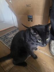 Lost Male Cat last seen Normandy and Diversey, Chicago, IL 60707