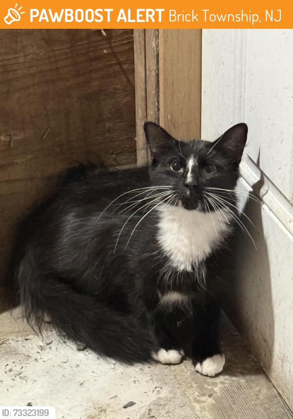 Found/Stray Unknown Cat last seen the Lanes Mills Wawa, Brick Township, NJ 08724