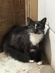 Found/Stray Unknown Cat last seen the Lanes Mills Wawa, Brick Township, NJ 08724