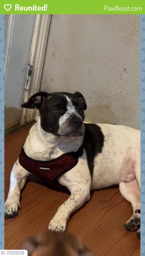 Reunited Male Dog last seen Near Townsend Dr, Fort Worth, TX 76110, USA, Fort Worth, TX 76110