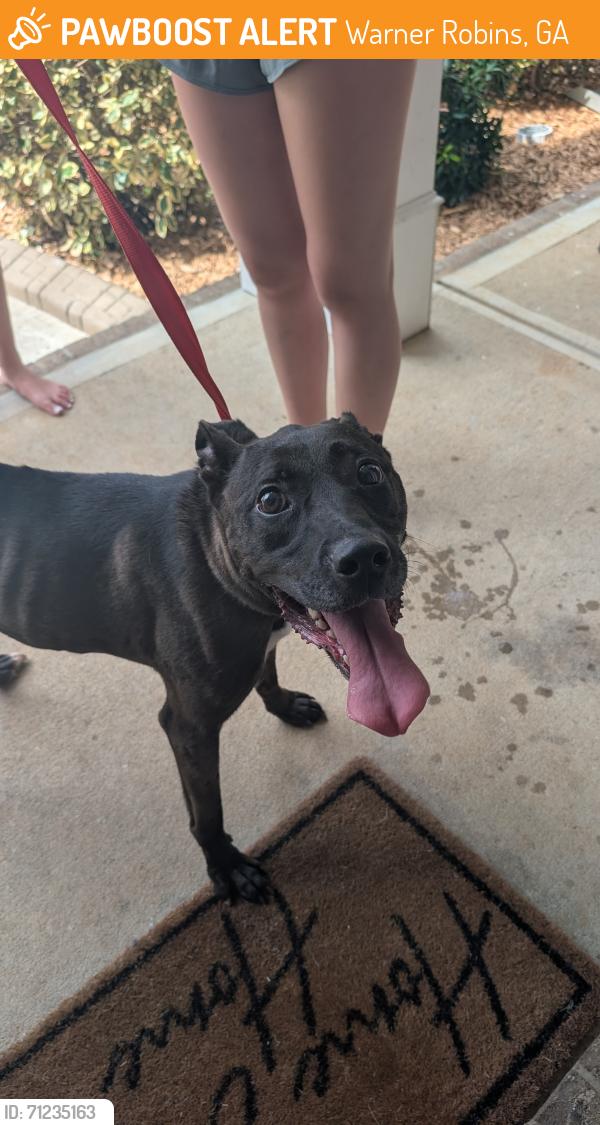 Found/Stray Female Dog last seen Hawks Nest Drive, Kathleen GA, Warner Robins, GA 31093