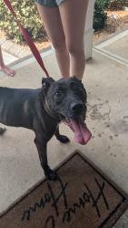 Found/Stray Female Dog last seen Hawks Nest Drive, Kathleen GA, Warner Robins, GA 31093