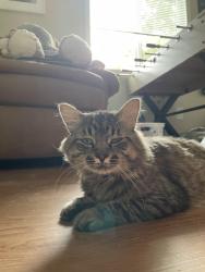 Reunited Male Cat last seen Sam’s Club, Anchor Dr, Harbor Ln, Evans, CO 80620