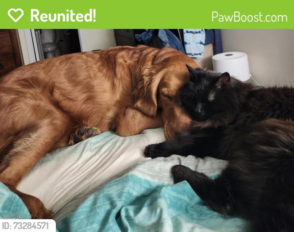 Reunited Male Cat last seen McIntyre rd, Wingate, NC 28174