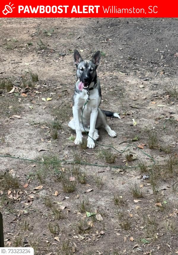 Lost Male Dog last seen Beaverdam road Williamston SC, Williamston, SC 29697