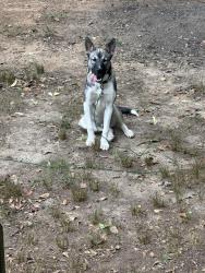 Lost Male Dog last seen Beaverdam road Williamston SC, Williamston, SC 29697