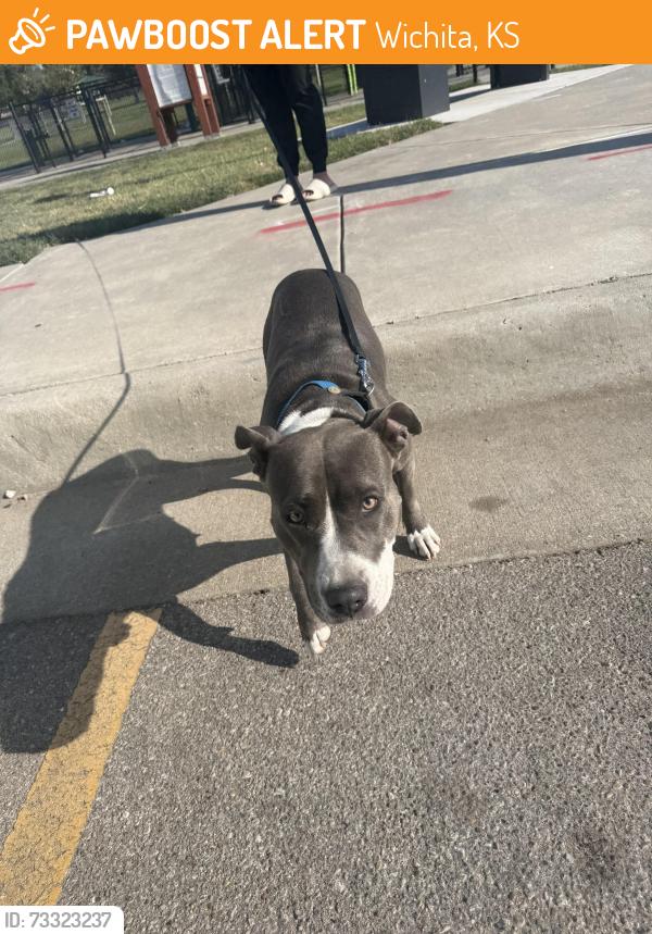 Found/Stray Female Dog last seen Harry and Webb, Wichita, KS 67207