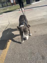 Found/Stray Female Dog last seen Harry and Webb, Wichita, KS 67207