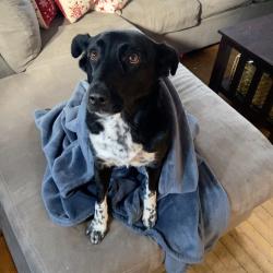 Reunited Female Dog last seen Marianna St and Walter St, off of Eastern Ave, Lynn, MA 01902