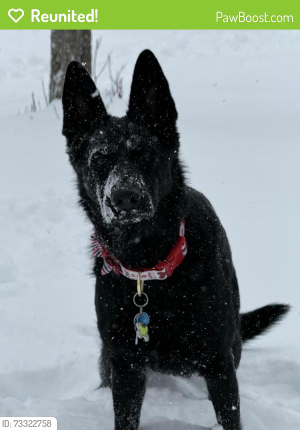 Reunited Female Dog last seen Burkey ct, Reynoldsburg, OH 43068
