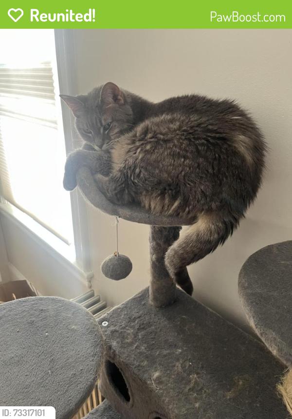 Reunited Male Cat last seen Sherman Street, Portland, ME 04101