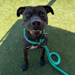 Shelter Stray Male Dog last seen , Animal Care & Control Team of Philly, 111 W Hunting Park Ave, Philadelphia, PA 19140, USA