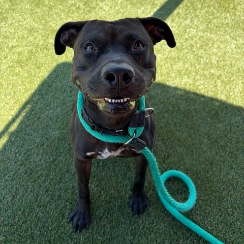 Shelter Stray Male Dog last seen , Animal Care & Control Team of Philly, 111 W Hunting Park Ave, Philadelphia, PA 19140, USA