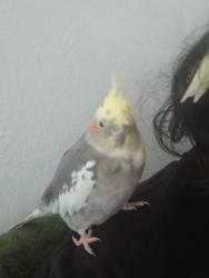 Lost Unknown Bird last seen Near Willard, Santa Ana, CA 92706, Santa Ana, CA 92701
