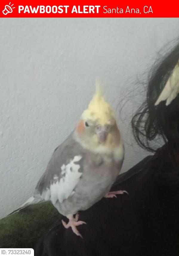 Lost Unknown Bird last seen Near Willard, Santa Ana, CA 92706, Santa Ana, CA 92701