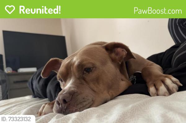 Reunited Male Dog last seen harvey mathis, Hidden Lake Dr, GA 30601