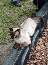 Lost Male Cat last seen Huckabee apmts off hwy 378, Conway, SC 29527