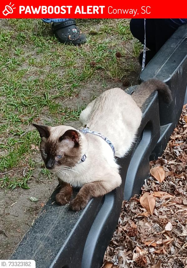 Lost Male Cat last seen Huckabee apmts off hwy 378, Conway, SC 29527