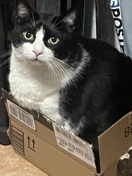 Lost Male Cat last seen Aldi, Chicago, IL 60651