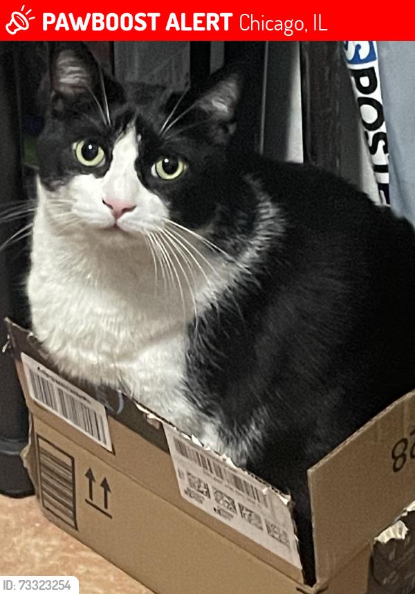Lost Male Cat last seen Aldi, Chicago, IL 60651