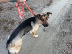 Reunited Male Dog last seen Desert Willow and Laurelwood Ave, Murrieta, CA 92562
