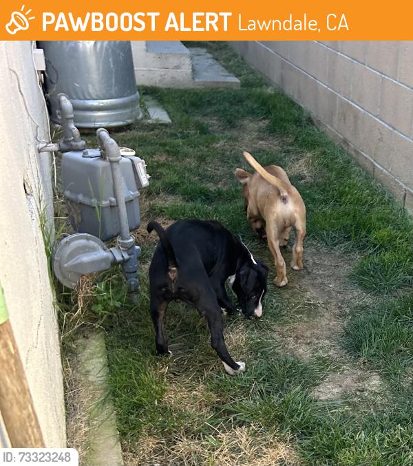 Found/Stray Unknown Dog last seen 166th and Firmona, Lawndale, CA 90260