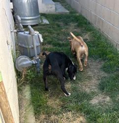 Found/Stray Unknown Dog last seen 166th and Firmona, Lawndale, CA 90260